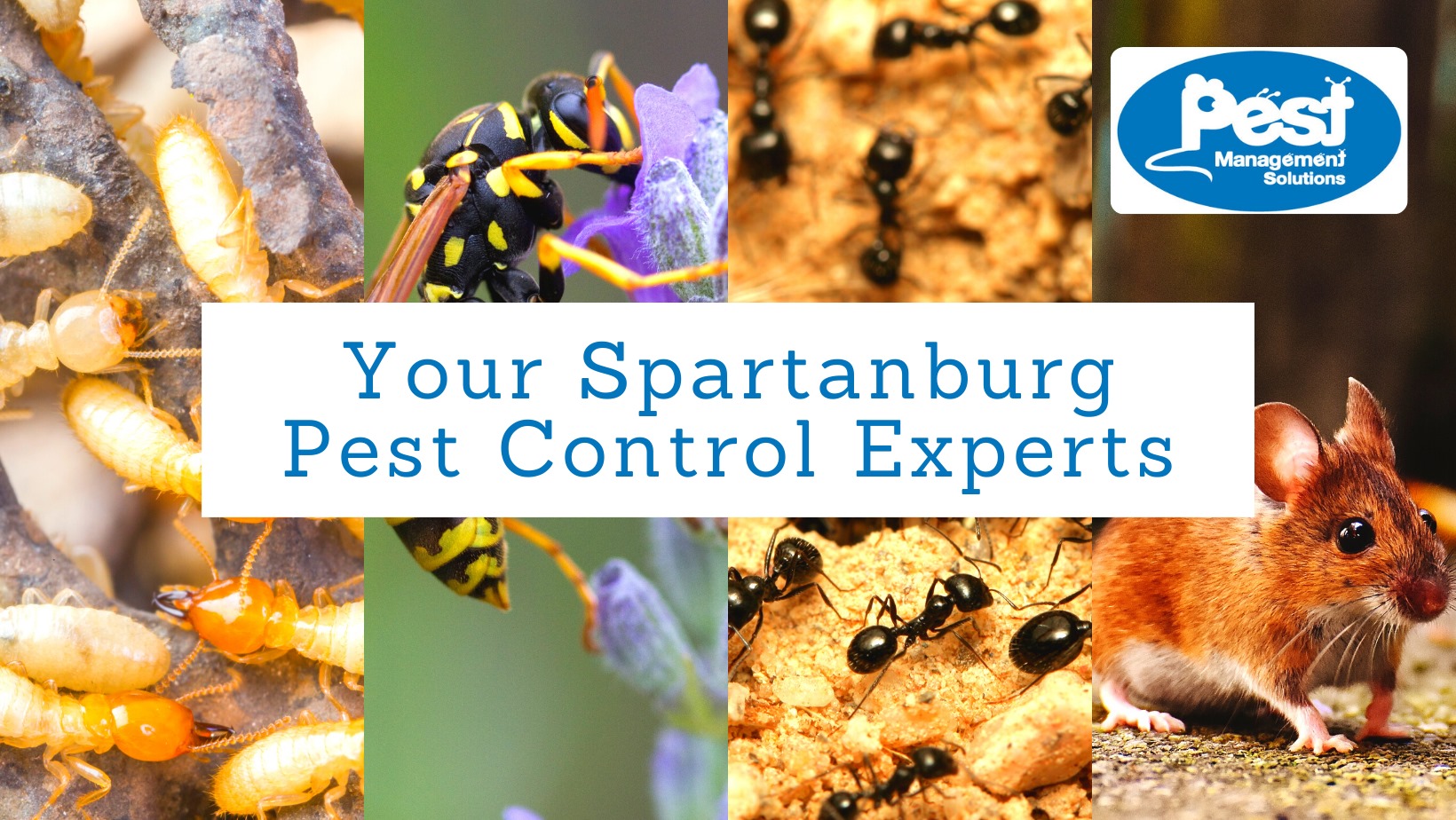 Best HD Pictures about  Pest Control Spartanburg Sc  with No AI Images
