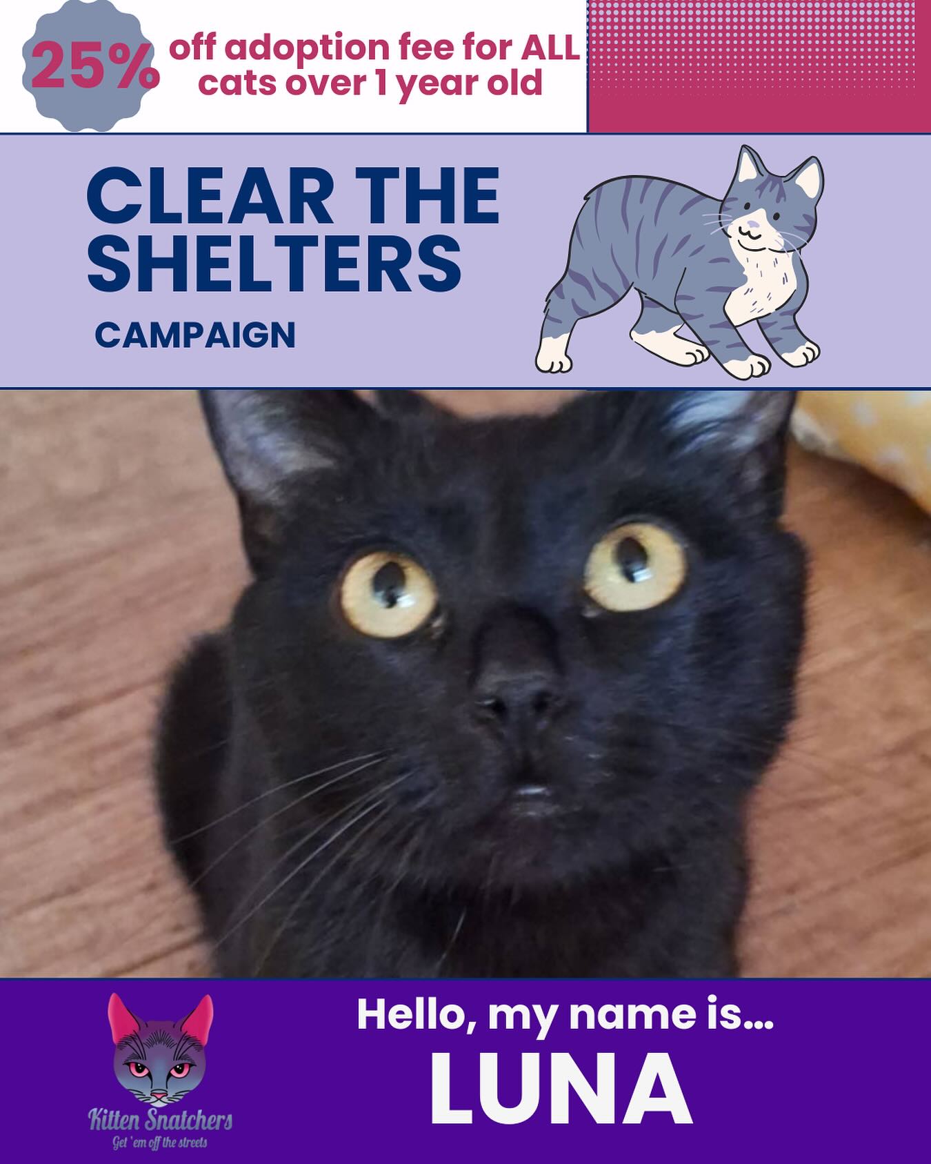 Kitten Snatchers Philly | Philadelphia PA