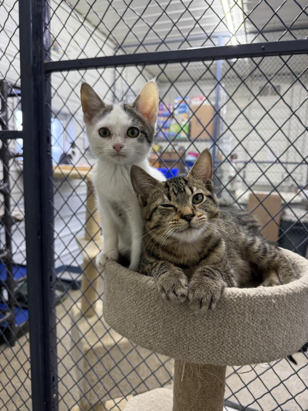 Ark Animal Rescue and... - Ark Animal Rescue and Adoption