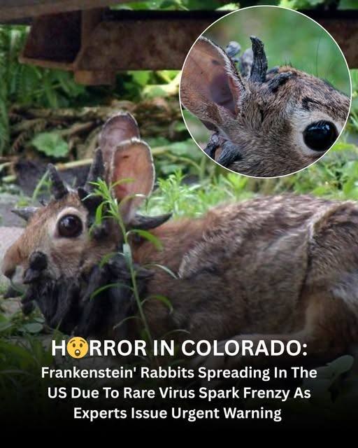 Sculpture - H😲RROR IN COLORADO 🐇 ️ “Frankenstein rabbits” with tentacle ...
