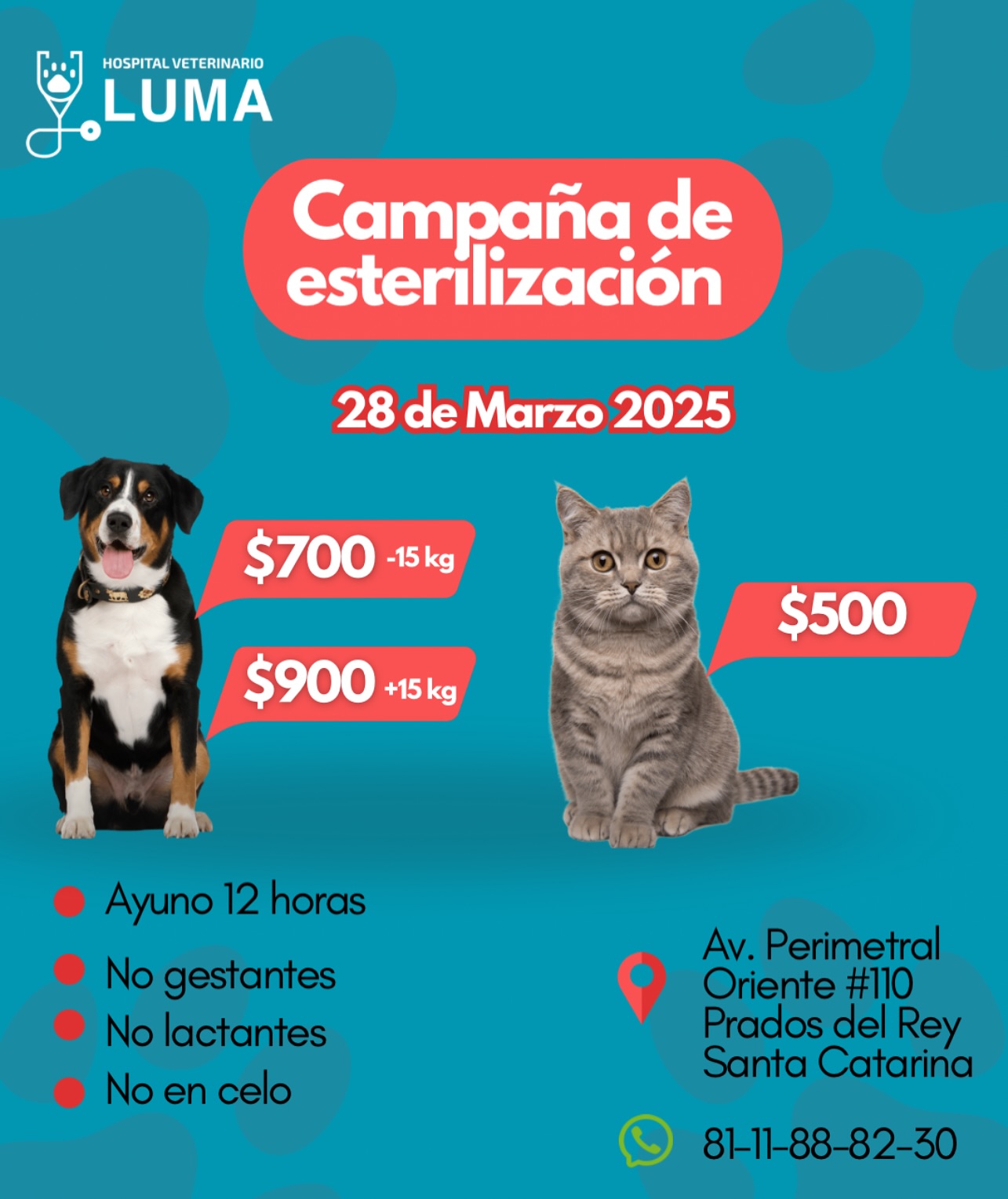 Luma Hospital Veterinario - ¡Agenda abierta y lugares disponibles! 🐶😺 ...