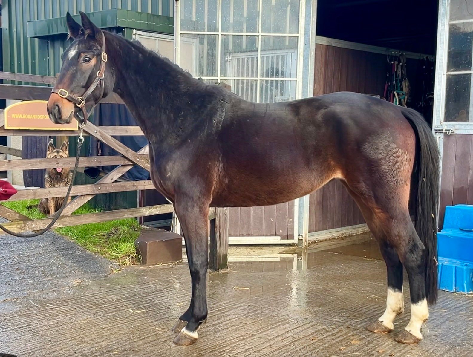 This is an absolute machine with a pedigree to dream about