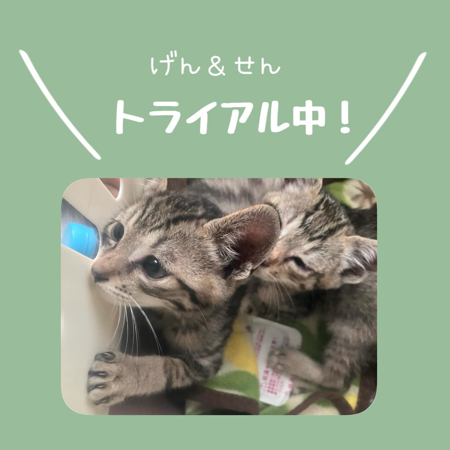 いるまん保護動物シェルター - いるまん保護動物シェルター added a 