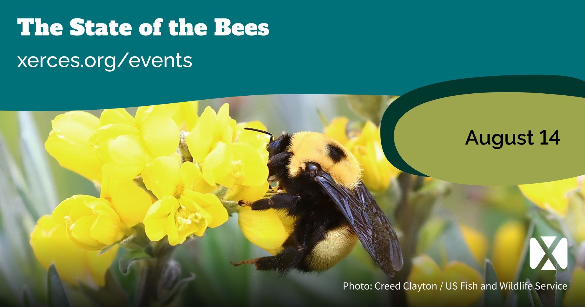 The Xerces - How are U.S. bee species faring in light of the major ...