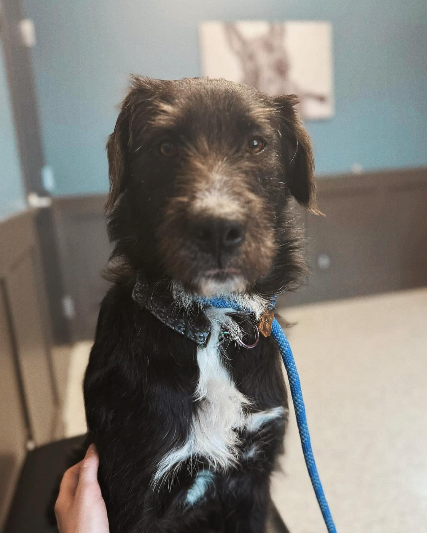 Hawk Ridge Animal Hospital | Lake Saint Louis MO