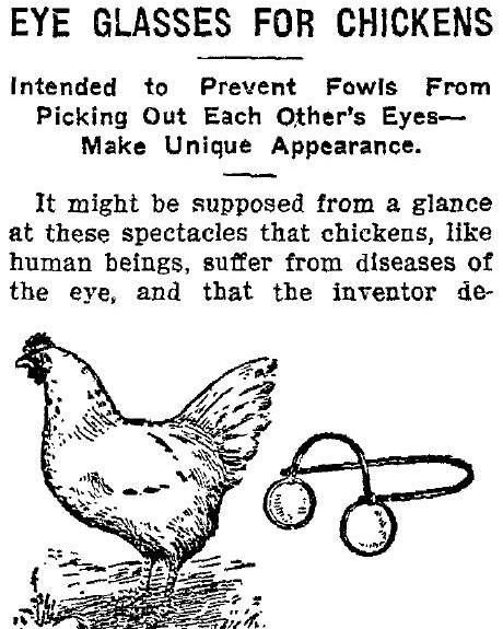 QI - In the 1930s chickens were given rose-tinted glasses to stop them ...