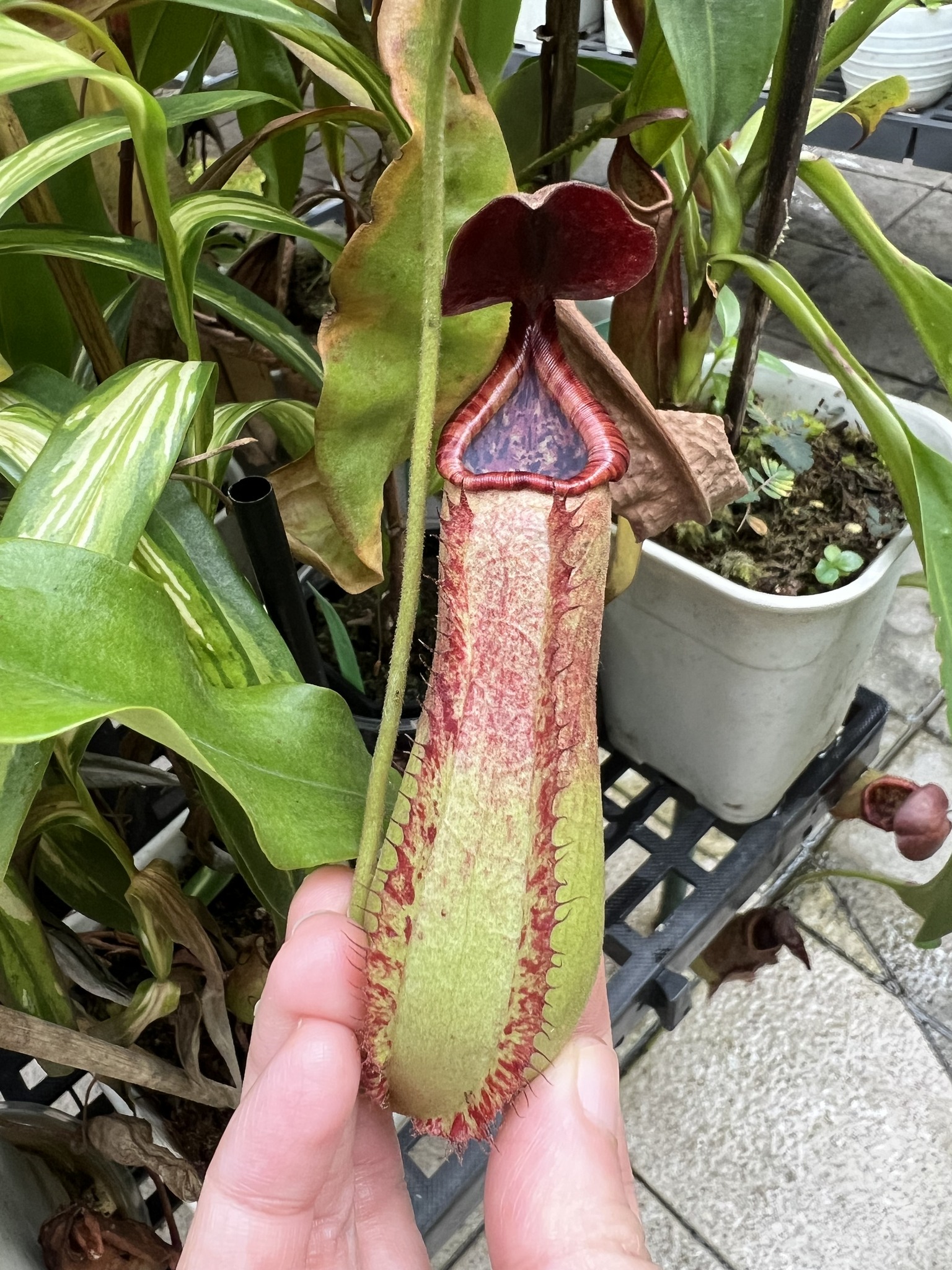 A magnificent plant of one of our recent releases, N. [maxima x