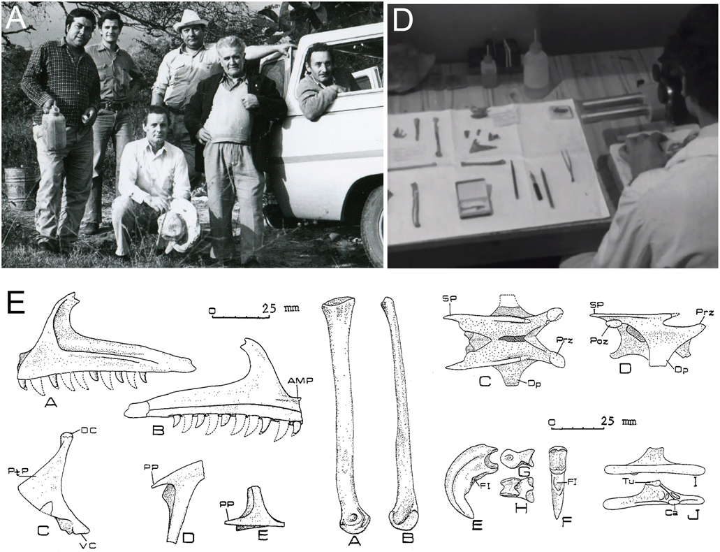 ESTUDIAN LA ANATOMÍA DE UN PEQUEÑO DINOSAURIO CARNÍVORO Noasaurus leali ...