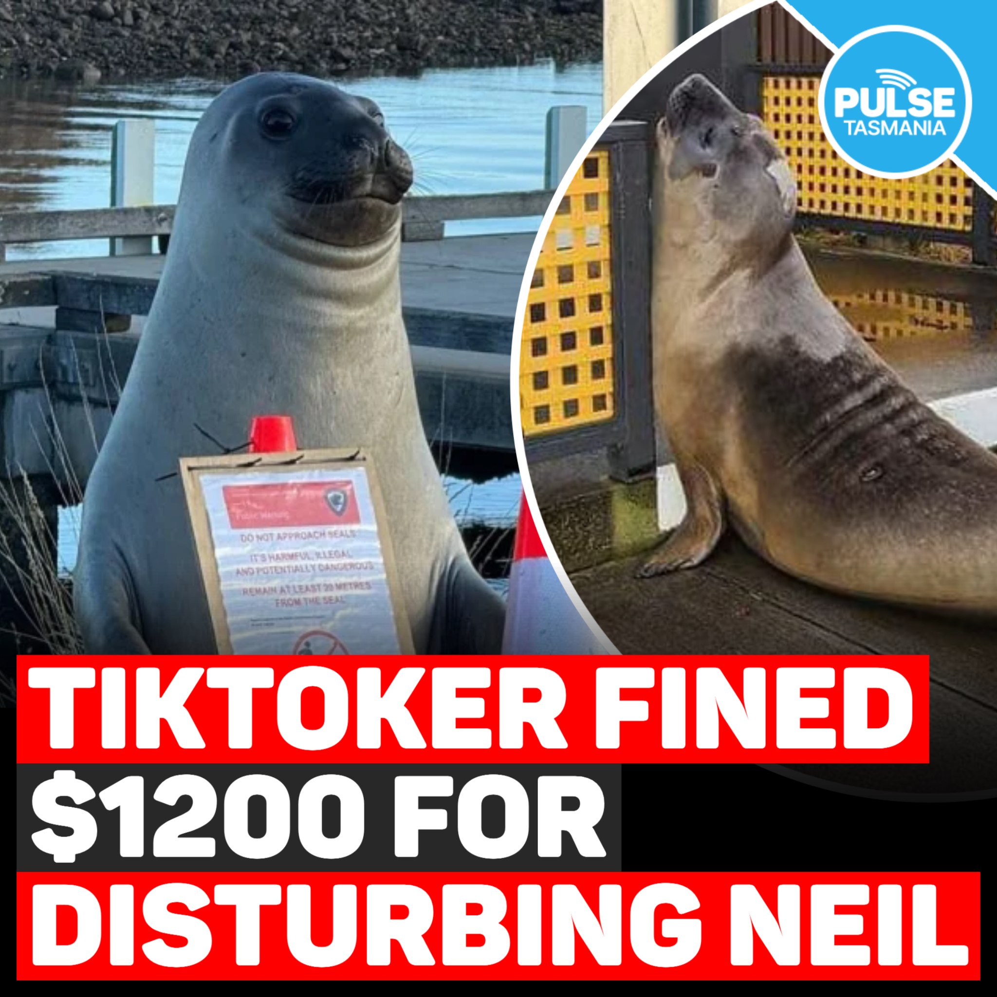 Pulse - A Tasmanian 'seal influencer' fined $1,200 for allegedly ...