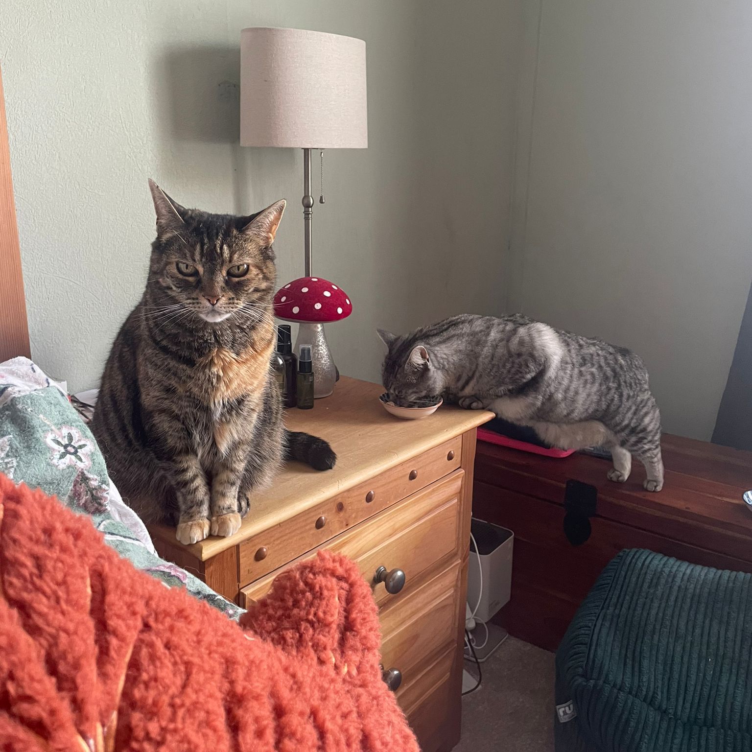 Freshfields - Sabi was rehomed from the Liverpool cattery back in 2022 ...