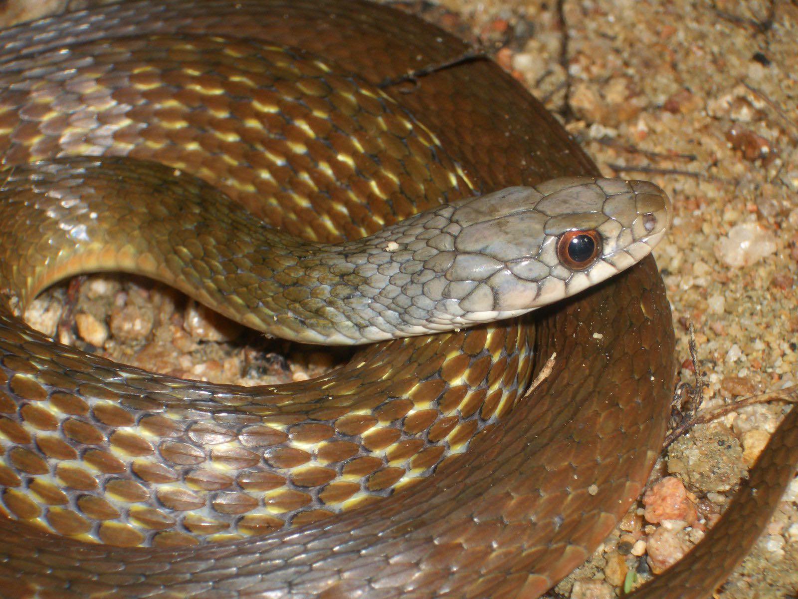 Wild - Every year, thousands of snakes are killed —run over, beaten, or ...