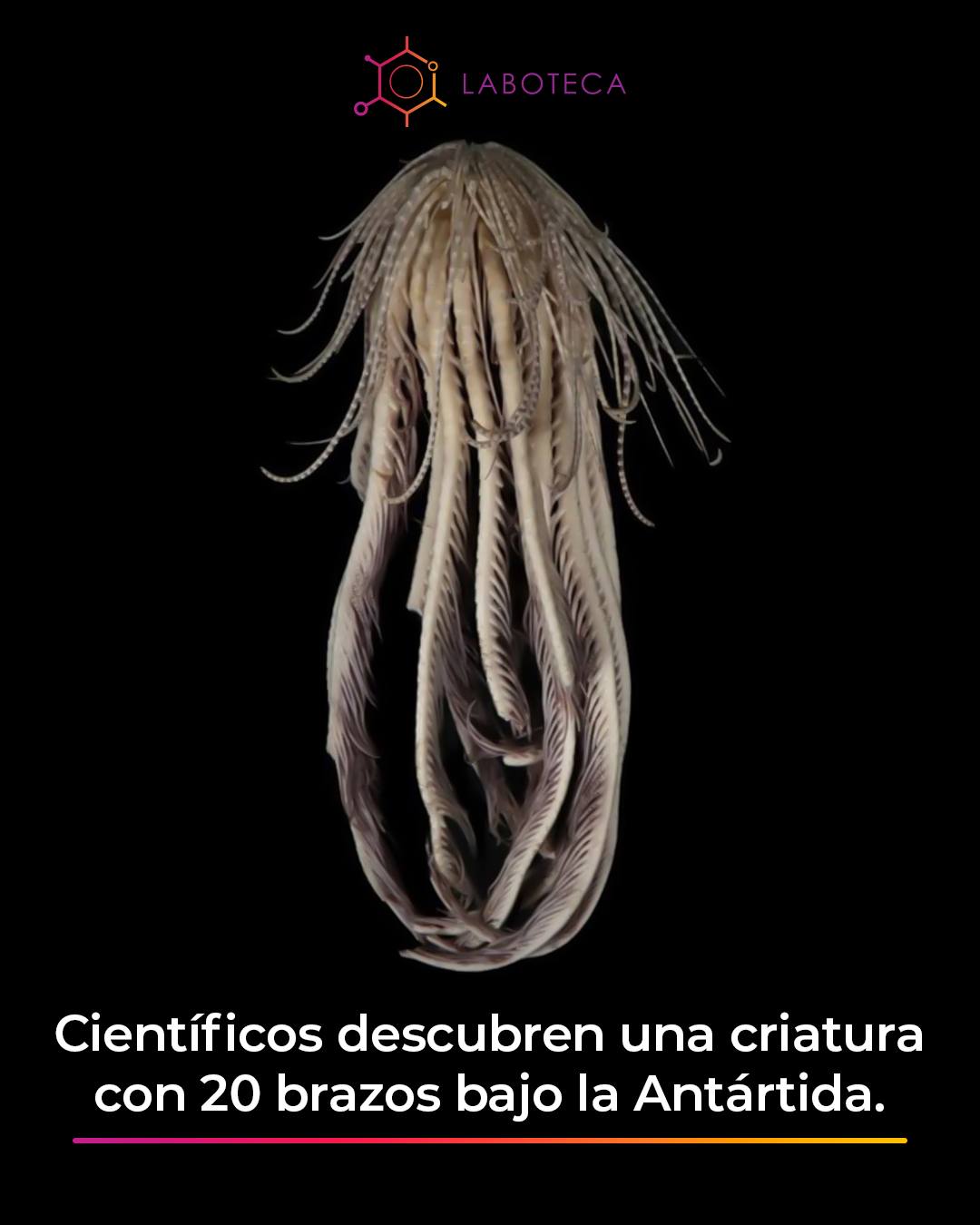 Laboteca - La Promachocrinus fragarius, también conocida como estrella ...