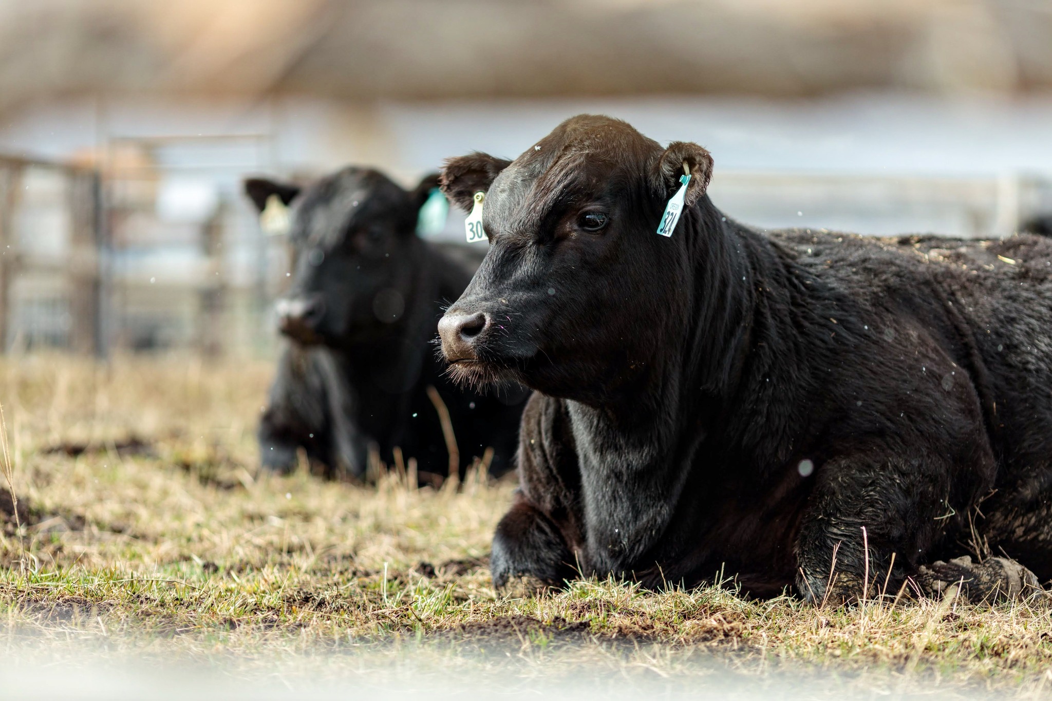 Thomas Angus Ranch | Baker City OR