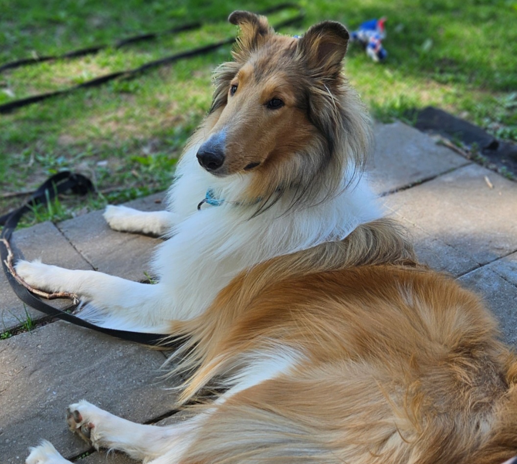 Carol shared a birthday photo of... - Garlind Ridge Collies | Facebook