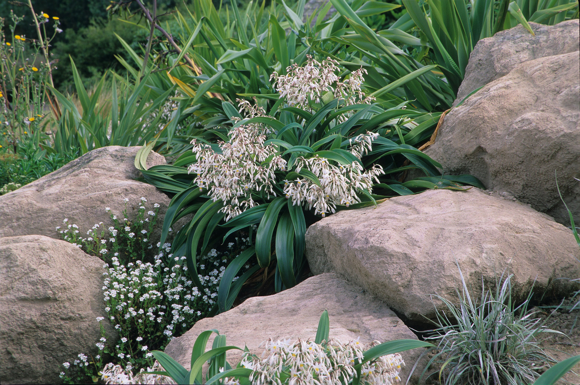 Auckland - Renga renga (Arthropodium cirratum) is a standout New ...