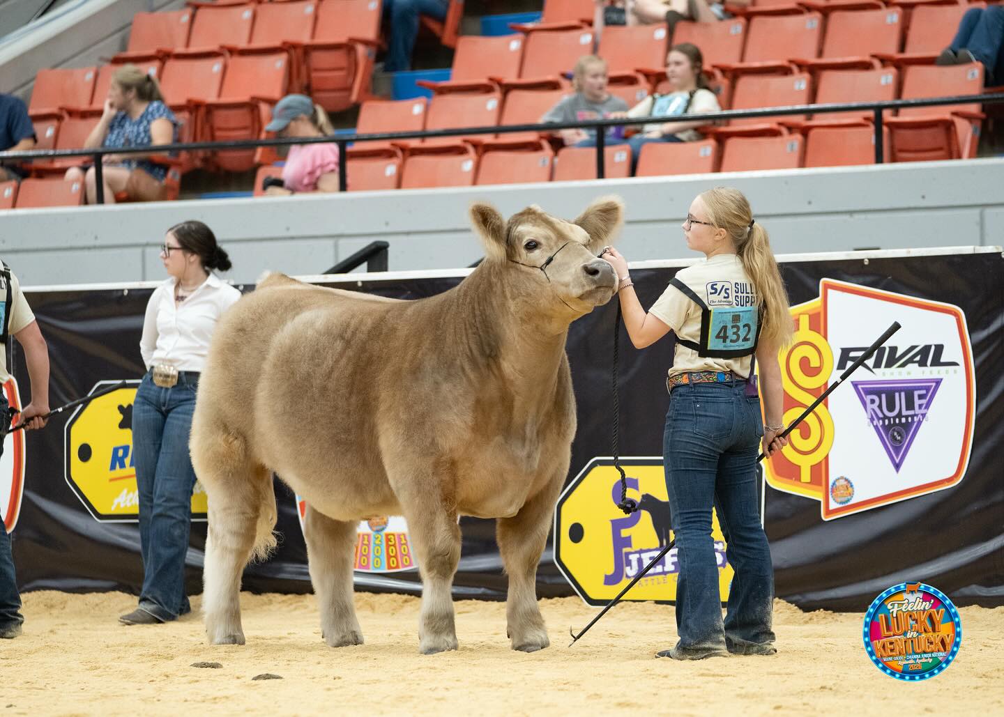American Junior... - American Junior Maine-Anjou Association