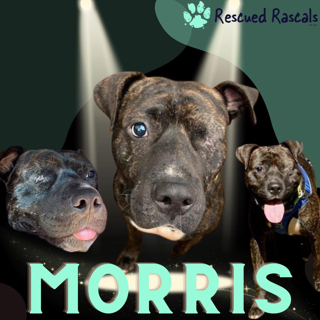 Rescued Rascals - Fanny! This girl is the sister to Faith. Friends of ...