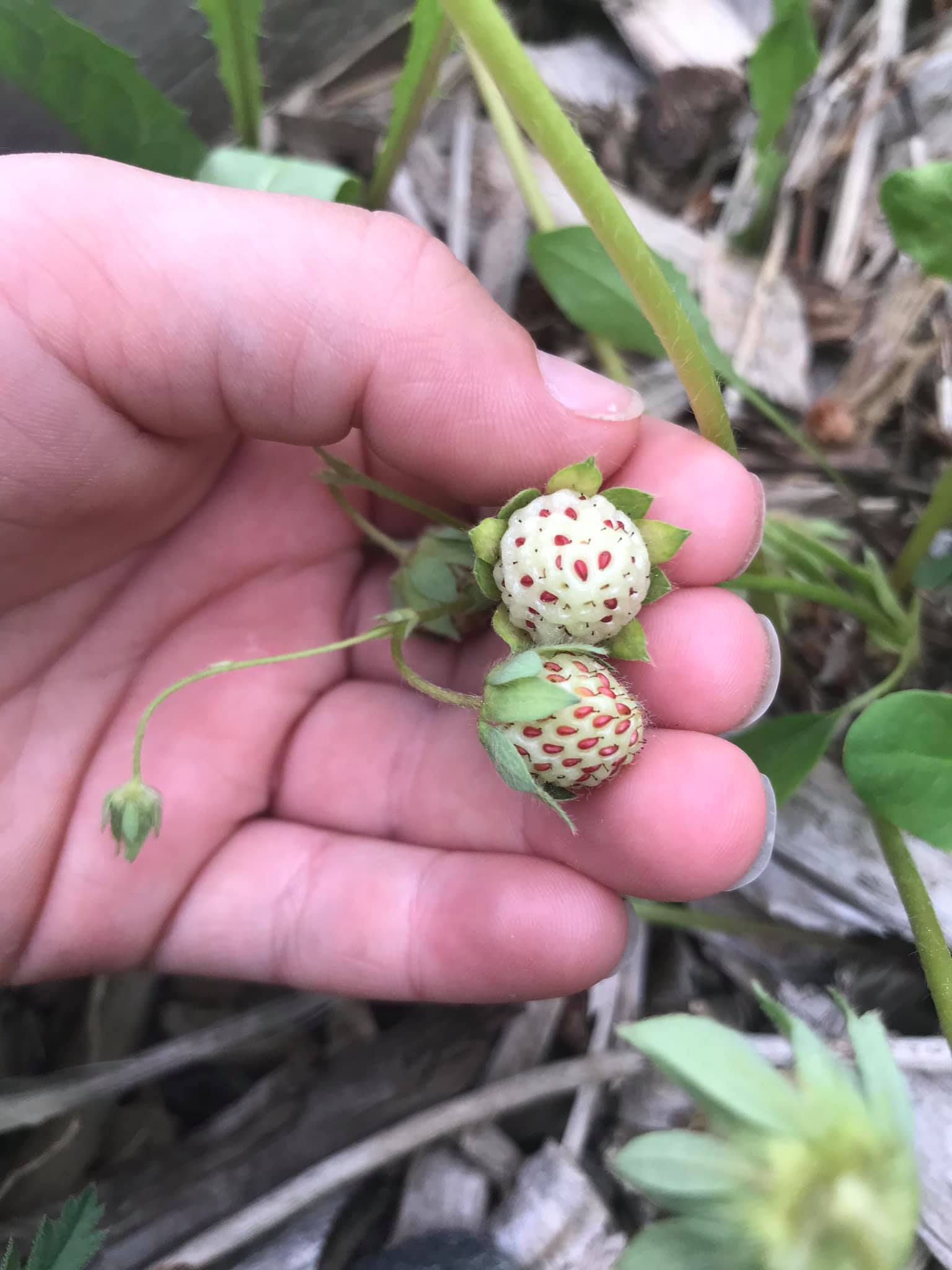 Have you seen a white strawberry before?