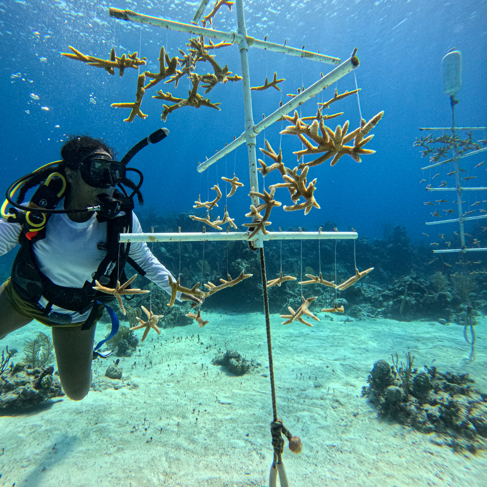 Reef Rescue Network
