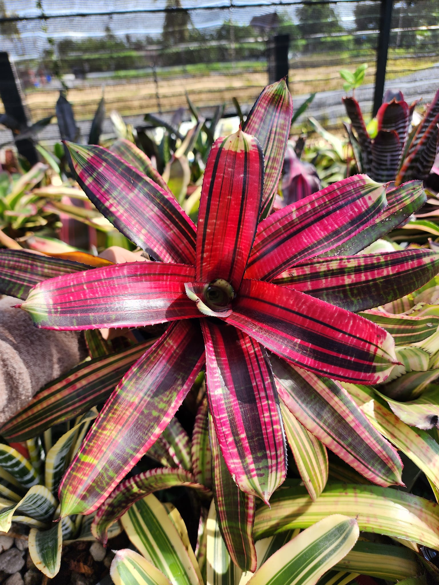 Rare Neoregelia 'Adrenaline x Lucifer' bromeliad