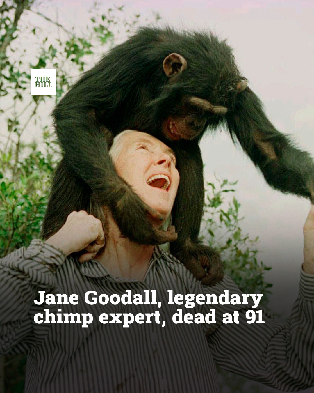 The Hill - BREAKING: Groundbreaking chimpanzee researcher Jane Goodall ...