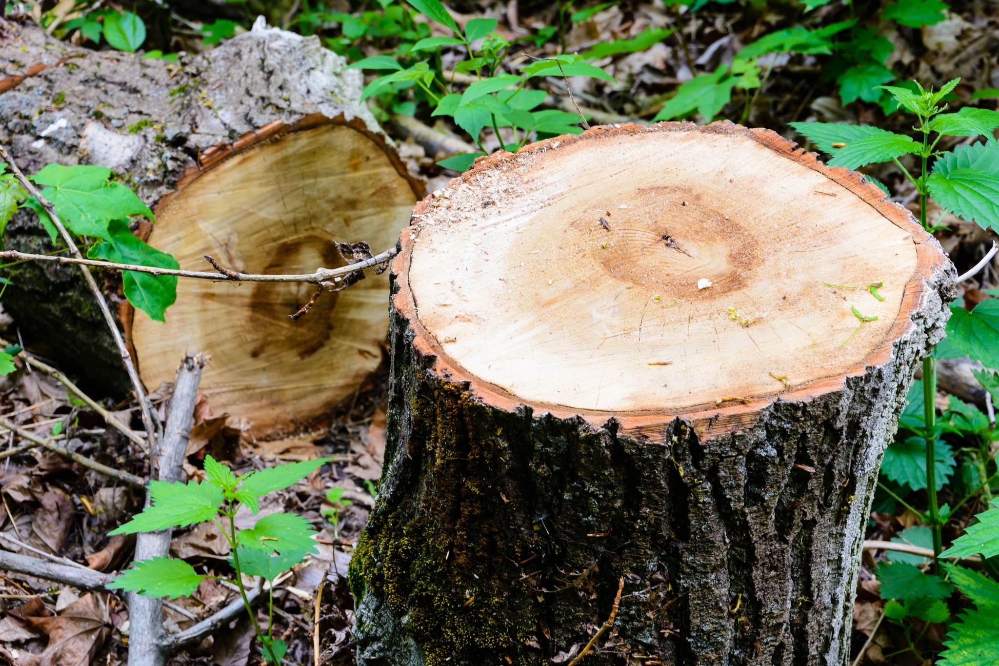 Montgomery Tree & Stump Removal | Huntsburg OH