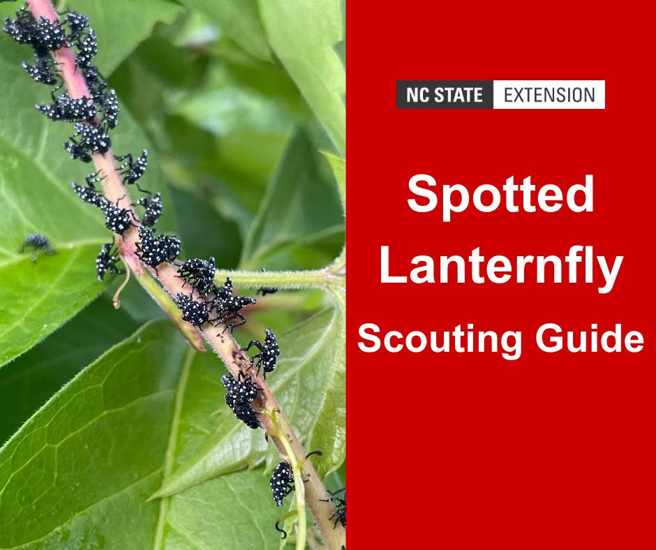 NC - The spotted lanternfly is rapidly spreading in NC! With two new ...