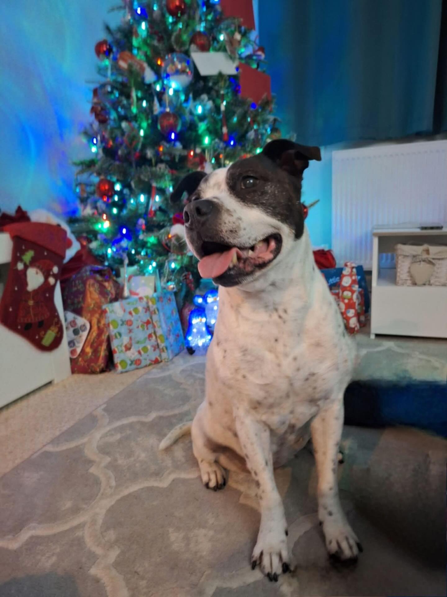 Staffie - 🎄☃️🎅🏻DECEMBER 6th!🎅🏻☃️🎄 Behind today’s Advent Calendar ...