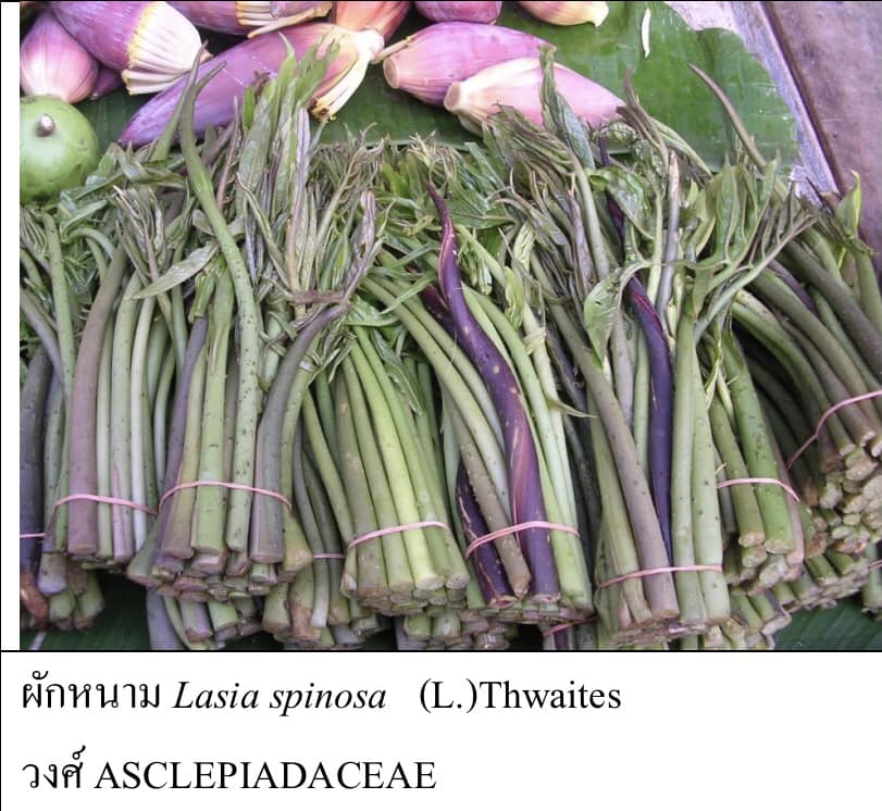 English - ชั้นก่อการร่วง(abscission layer) เป็นบริเวณที่มีเซลล์ผนังหนา ...