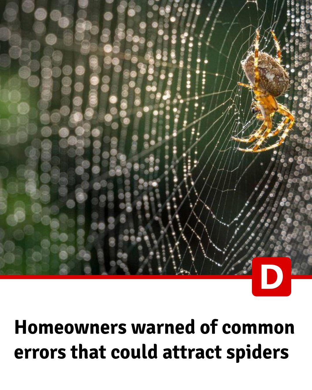 Devon - Spiders mating season is just around the corner and a pest ...