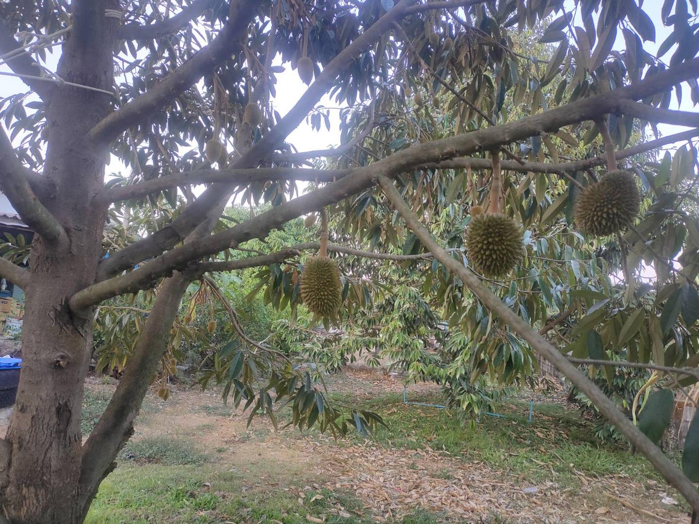 The Sun Farm : เรียนรู้เกษตรแบบมืออาชีพ | Nonthaburi