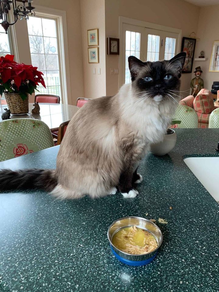How Long Can Wet Cat Food Sit Out: Essential Tips