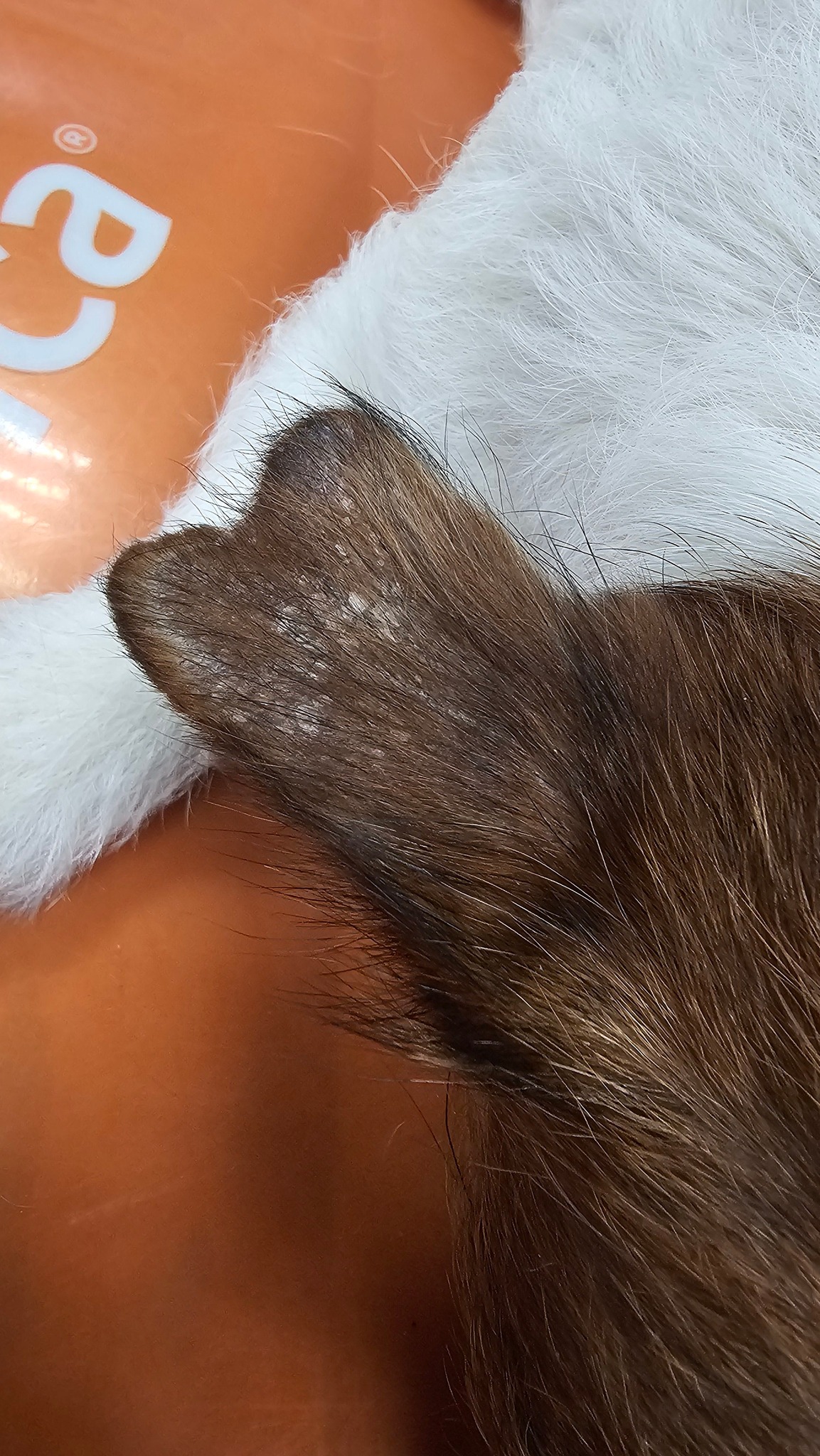 Dermatologia... - Dermatologia Veterinaria Campania