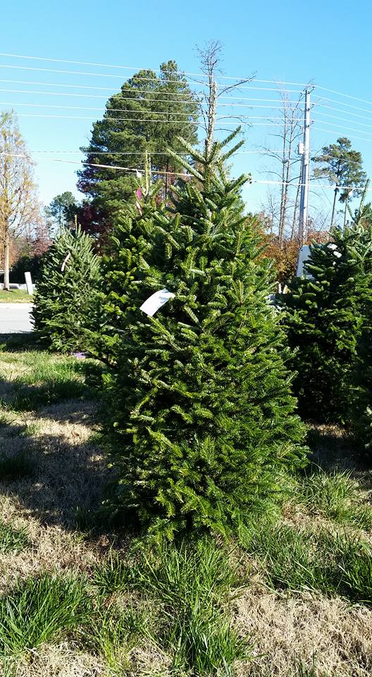 Elk Mountain Christmas Tree Farm | Newland NC