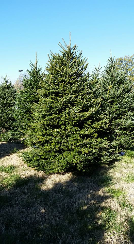 Elk Mountain Christmas Tree Farm | Newland NC