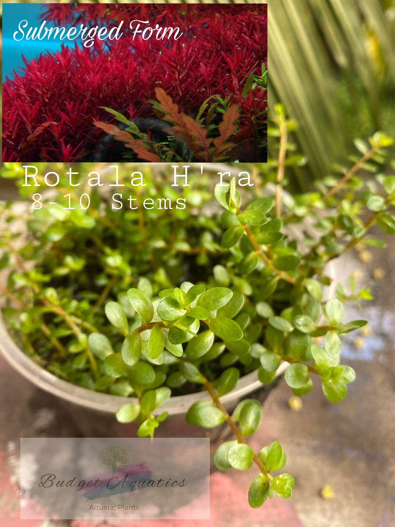 Rotala H'Ra ( High Tech ) Photos... - Budget Aquatic Plants | Facebook