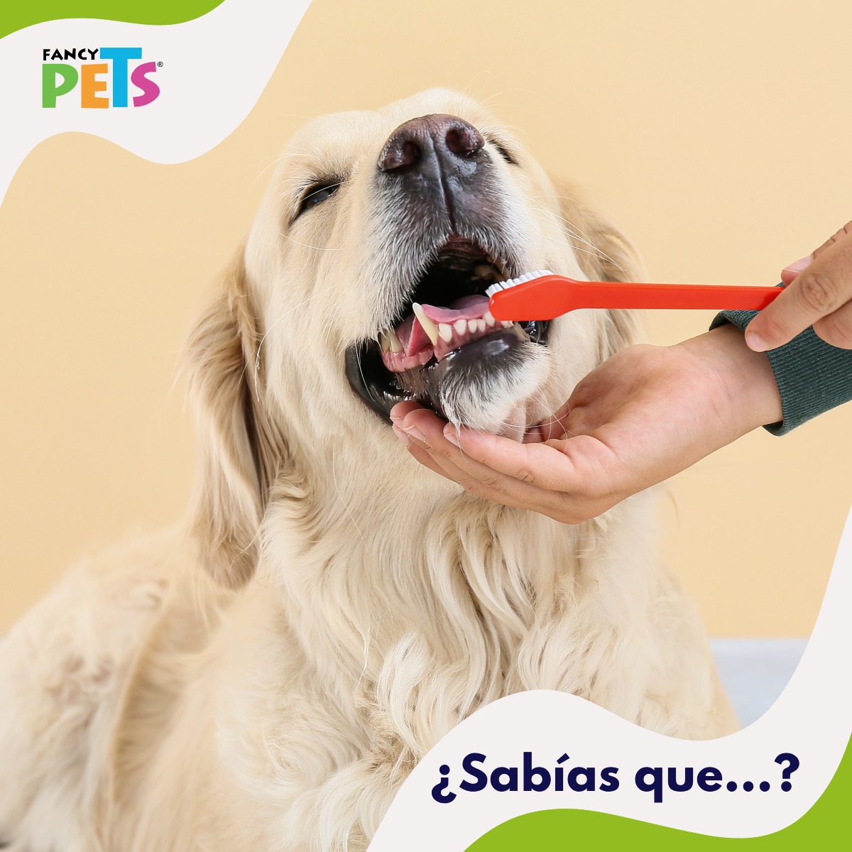 FancyPets - ¿Sabías que cepillar los dientes de tu perro debería ser ...