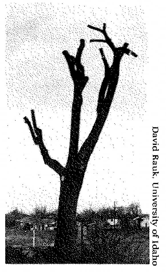 UC - Don't top your trees! What's the difference between tree topping ...