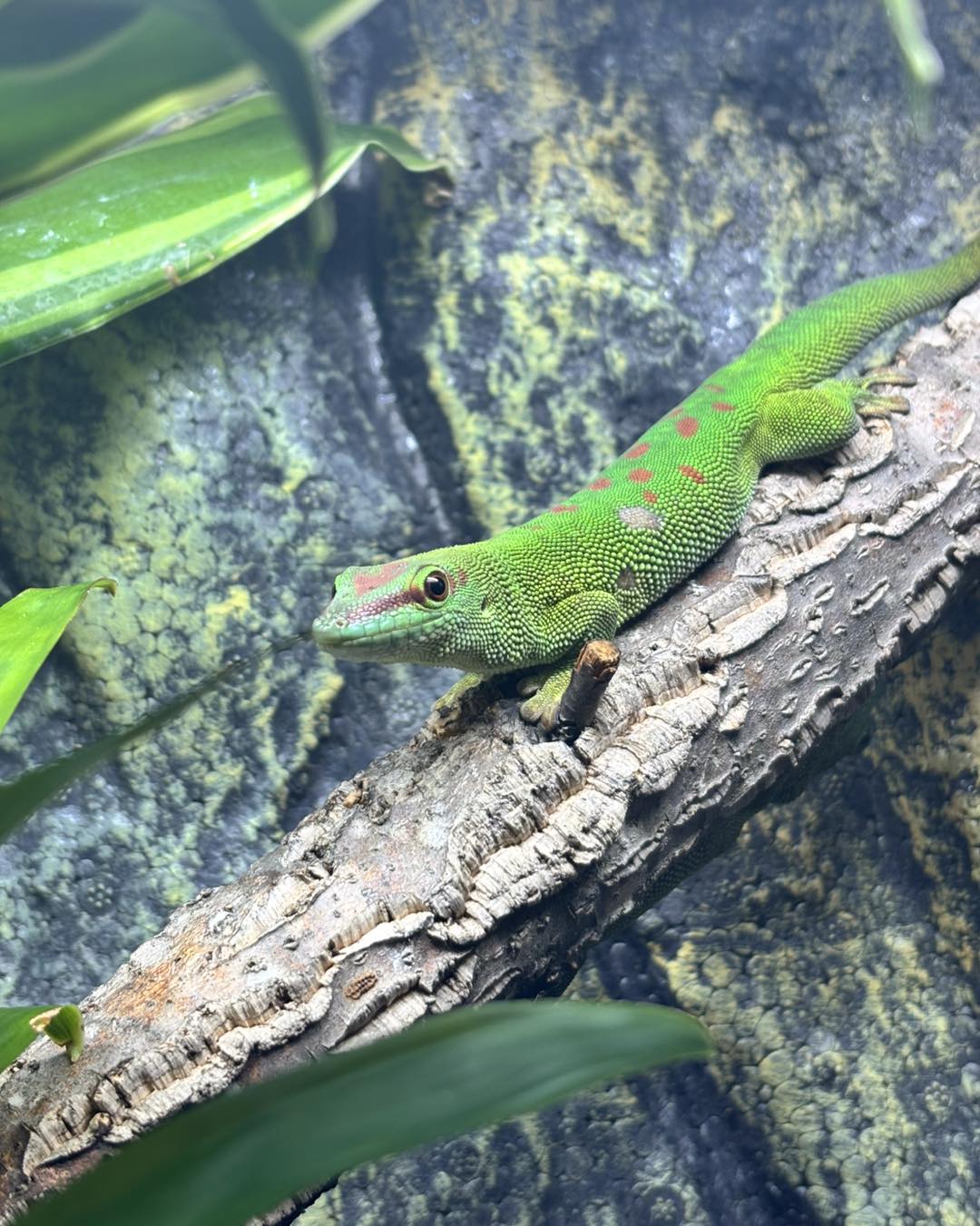 World - Giant Madagascan Day Geckos Now Available! Looking for a ...