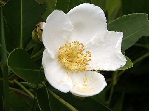 Rewild - Native Tree Spotlight: Gordonia lasianthus (Loblolly Bay ...