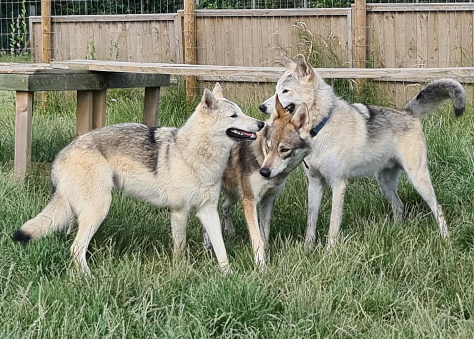 Watermill Wolves body language 101