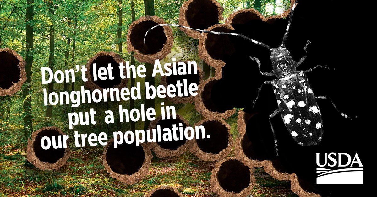 Asian - August is Tree Check Month! The Asian longhorned beetle (ALB ...