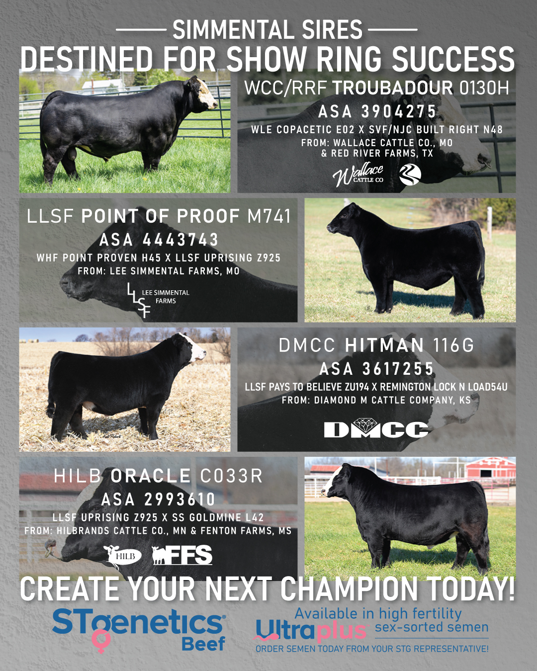 STgenetics Beef - Built for the Show Ring & Beyond 🏆 Our... | Facebook