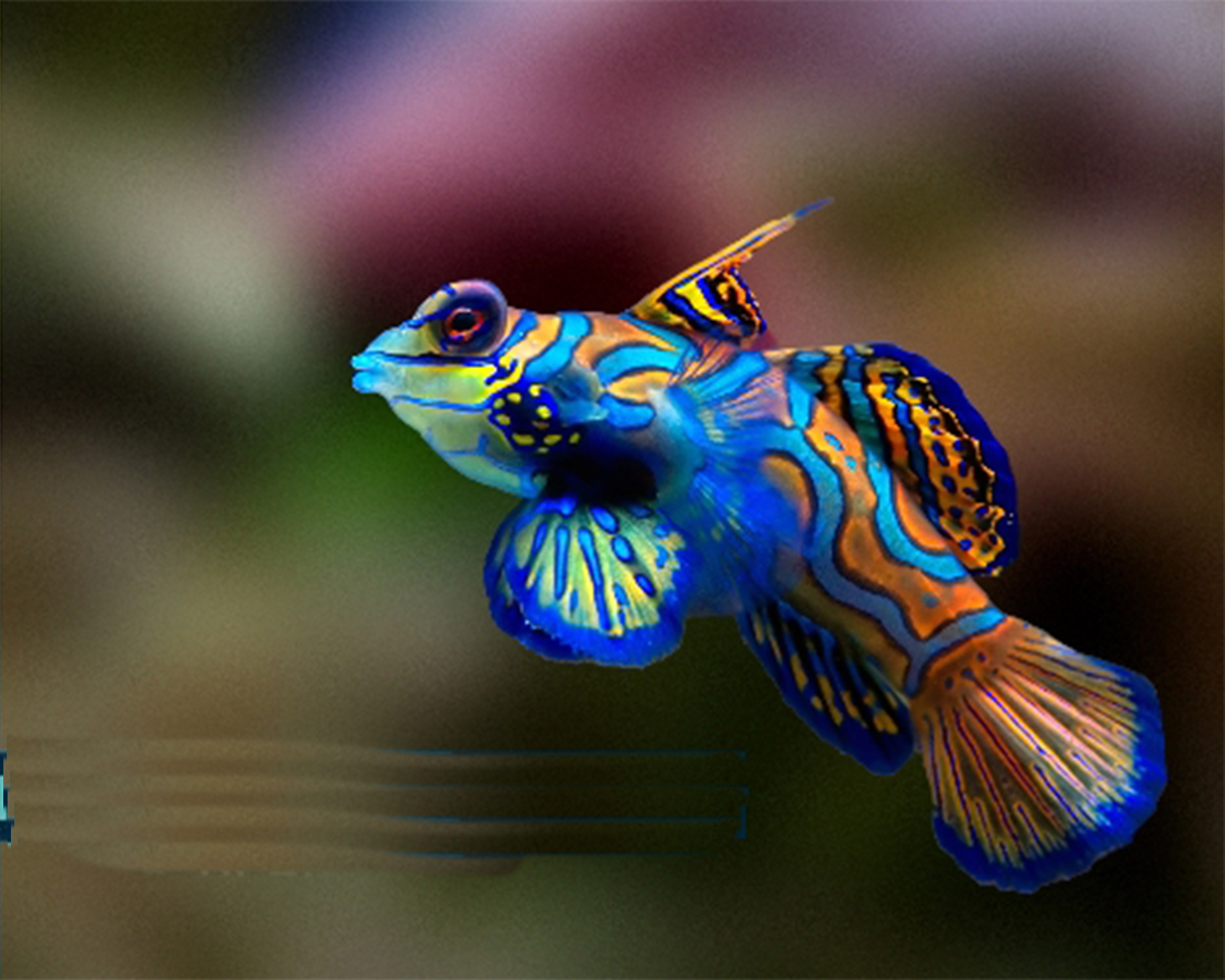 Maidenhead - It’s almost impossible to mistake the Mandarin Dragonet ...