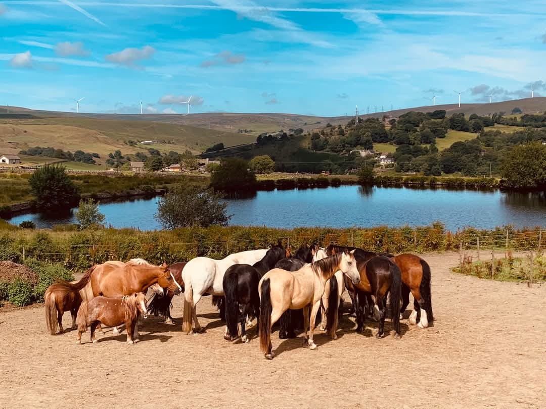 Three - Horses LOVE living in a herd. We have several hay stations with ...