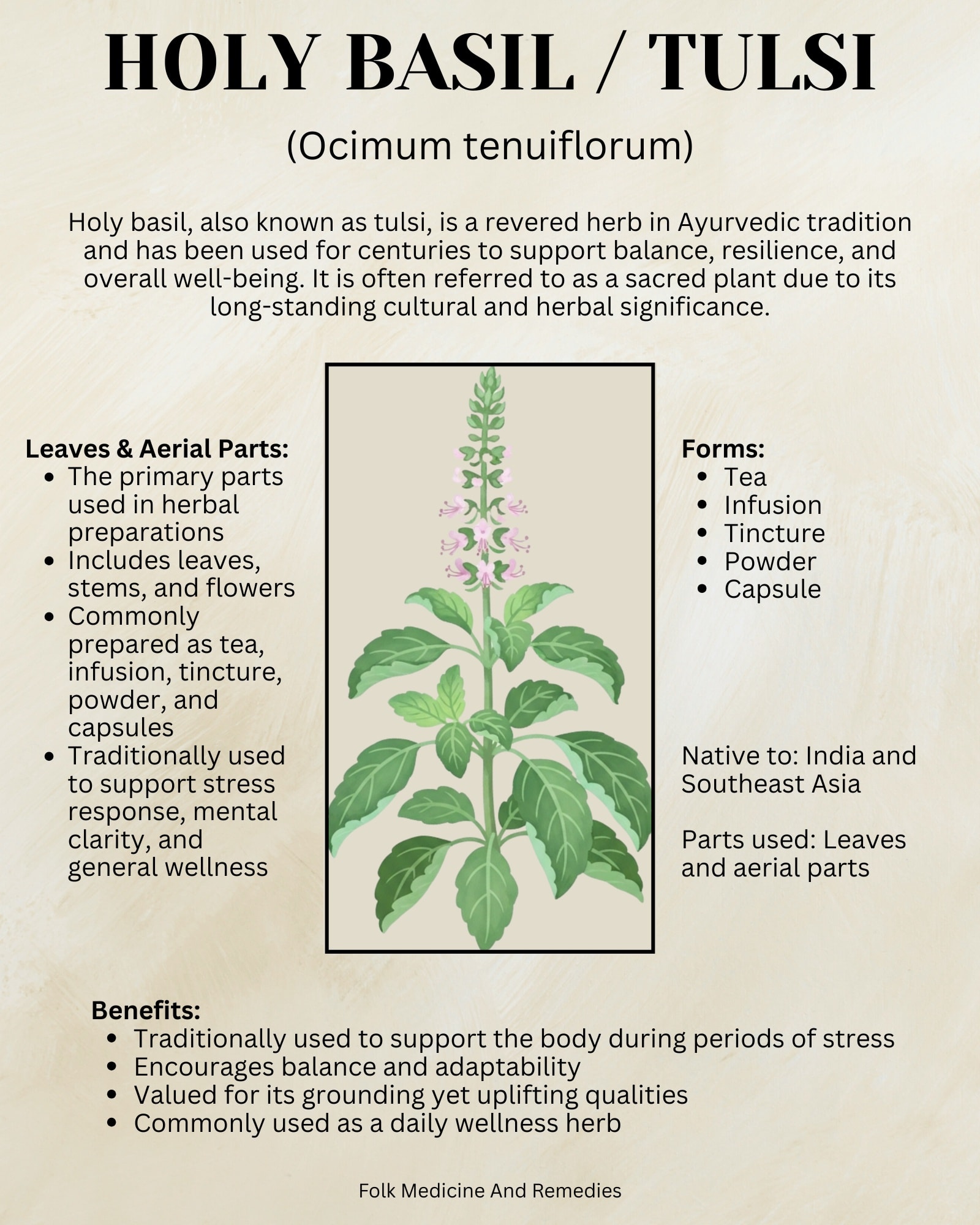 Folk - HOLY BASIL / TULSI (Ocimum tenuiflorum) Holy basil, also known ...