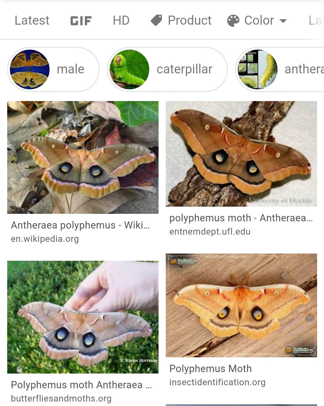 This behemoth is a Polyphemus Moth,... - The Long Long Road