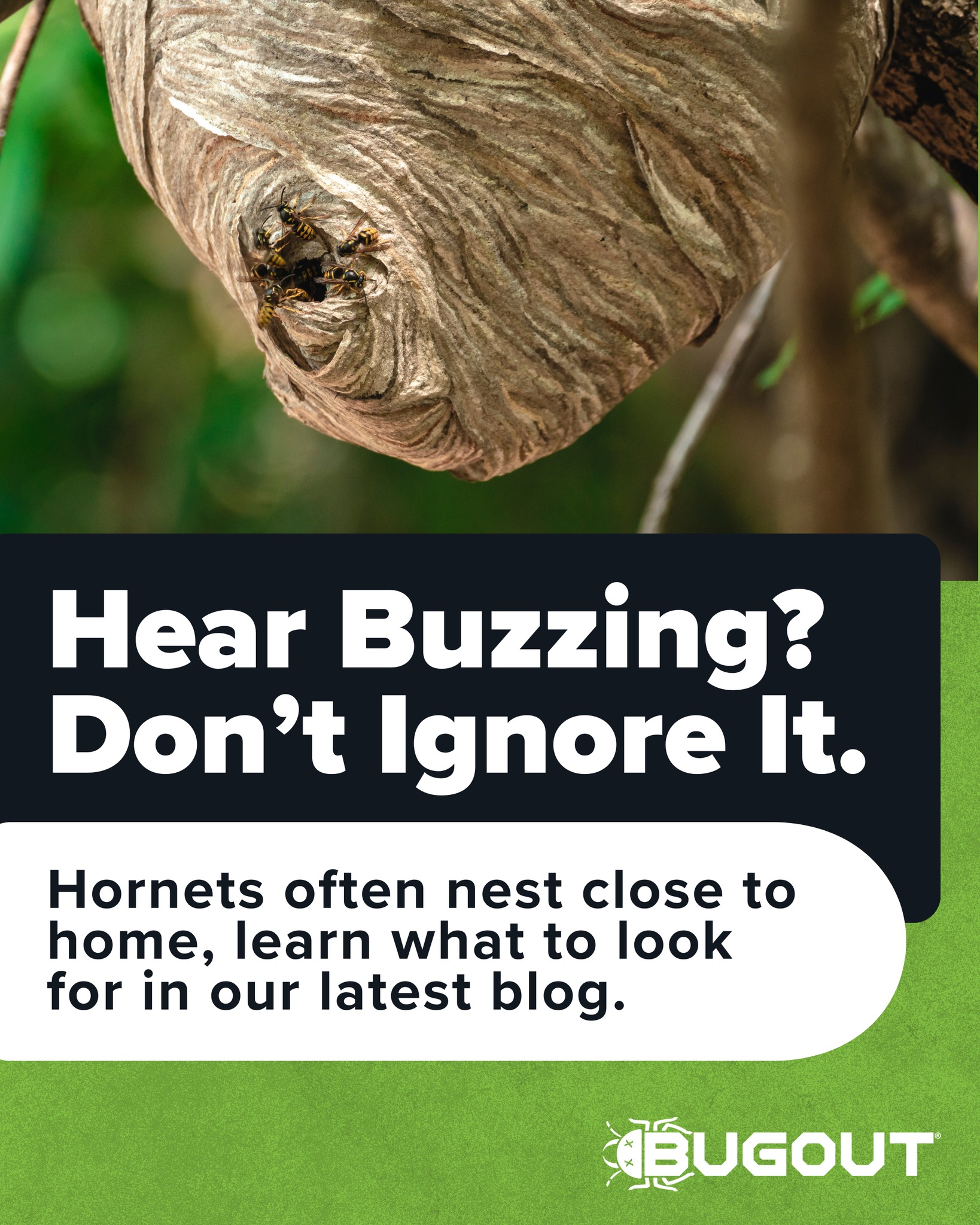 Bug - Hornets don’t announce their move-in date! 🚨 Spot early warning ...