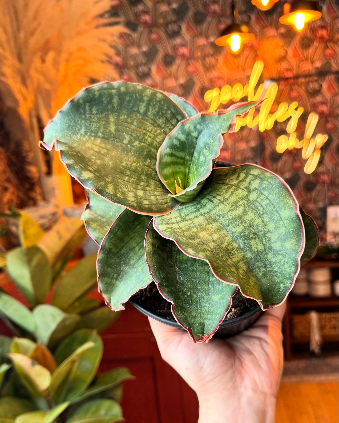 Sansevieria Dragons Wing plant added to collection