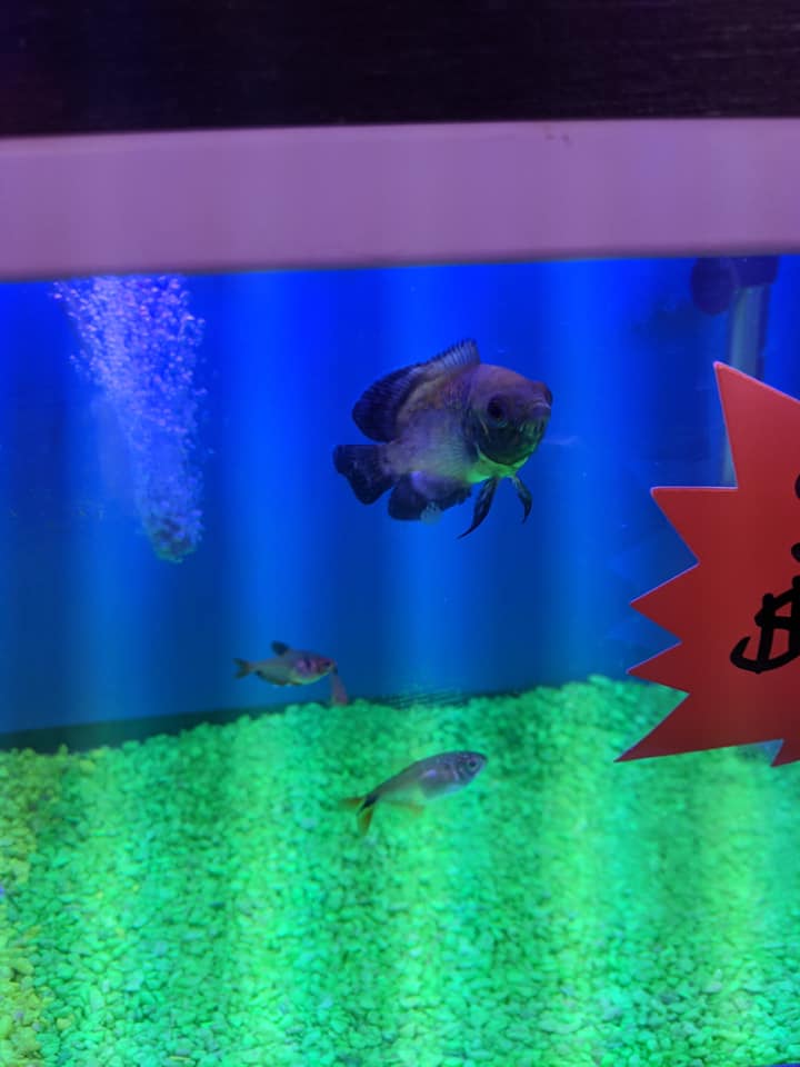 Biggest Aqua Life Aquarium, Reno | Reno NV